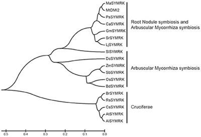 Domain Swap Approach Reveals the Critical Roles of Different Domains of SYMRK in Root Nodule Symbiosis in Lotus japonicus